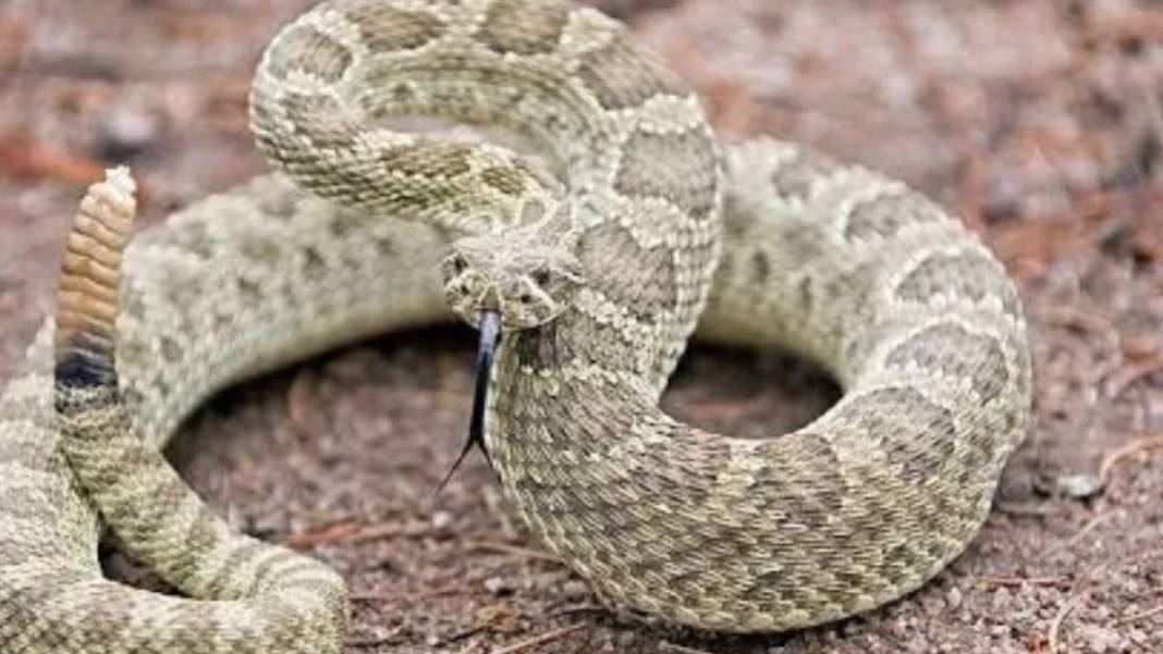 Dünyanın En Zehirli Yılanı! Renk Değiştirip Saldırıyor: Soktuğu İnsanı Dakikalar İçinde Öldürüyor 3